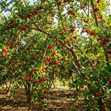 Barbados Cherry Live Plant, Sweet Cherry Plant, 4-7 Inch Tall