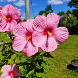 Set of 3 Hardy Hibiscus Live Plants, Red Pink Hibiscus Plant, 4–6" Tall