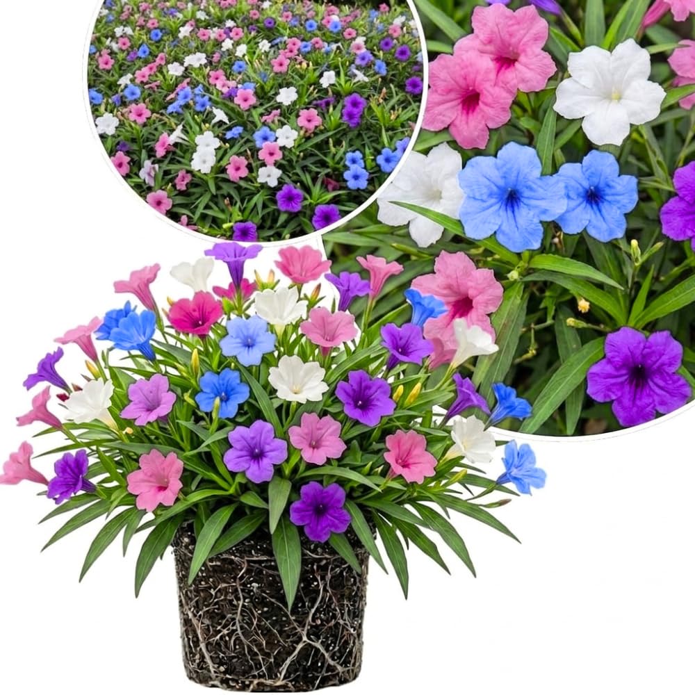 4 Mixed Mexican Petunia Plants Live, Hardy Perennial Flowers, 4-6 Inch Tall
