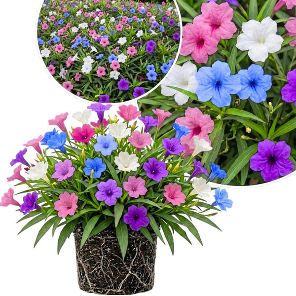 4 Mixed Mexican Petunia Plants Live, Hardy Perennial Flowers, 4-6 Inch Tall