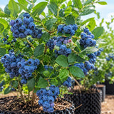 2 Sharpblue Blueberry Bushes Live Plants, Fruit Bush, 4-6 Inch Tall
