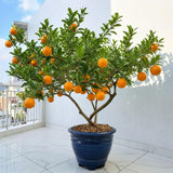 Valencia Orange Tree Live Plant, Citrus Tree, 1-2 Ft Tall, 1 Gallon Pot