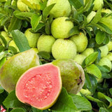 2 Pink Guava Live Plants, 6 Months Old 4-6 Inches Tall, Sweet Tropical Guava Fruit Tree, Cold Hardy, No Pot