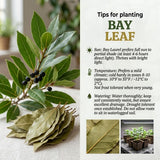 Bay Laurel Live Plant, Laurus Nobilis Plant, 10-12 Inch Tall