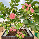 Pink Guava Tree Live Plant, 4-6 Inch Tall