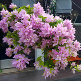 2 Light Pink Bougainvillea Plants Live, Starter Plant, 4-6 Inch Tall
