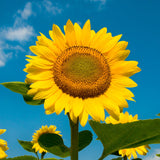 3 Yellow Sunflower Live Plants Seedling, 3-5 Inch Tall in Pot