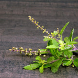 2 Holy Basil Plants Live, 3-6 Inches Tall