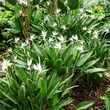 2 White Bird Live Plants, Outdoor Garden Plant, 4-6 Inch Tall