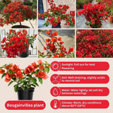 Set 2 Bright Red Bougainvillea Live Plant 5-7 Inch Tall