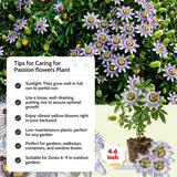Blue Passion Flower Plant Live, Passiflora Garden Vine, 4-6 Inch Tall