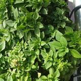 Set of 3 Greek Basil Live Herb Plants, 3–6 Inches Tall