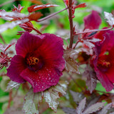 2 Cranberry Hibiscus Live Plants, Red Hibiscus Flower, 4-6 Inch Tall
