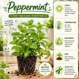3 Peppermint Plants Live, Perennial Herb Plants, 4-7 Inch Tall