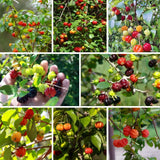 Live Surinam Cherry Tree Live Plant 4–7" Tall