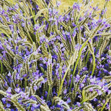 2 Blue Lavender Plants, Lavender Plants Live, 4-8 Inch Tall