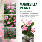 2 Pink Mandevilla Live Plants, Mandevilla Live Plant, 4-6 Inch Tall
