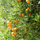 Live Meiwa Kumquat Tree 1 Gallon Pot