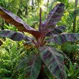 Zebrina Banana Live Plant, 4-6 Inch Tall Banana Plant