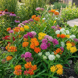 2 Mix Milkweed Live Plants, Asclepias Tuberosa Plant 4–6" Tall