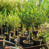 Arbequina Olive Tree Live Plant, 4-6 Inch Tall