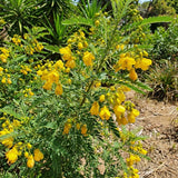 2 Cassia Live Plants, Yellow Cassia Flower Live Plant, 4-6 Inch Tall