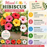 4 Mixed Hibiscus Plant Live, Tropical Flower Shrub, 4-6" Tall