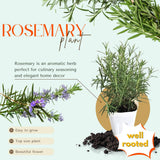 Upright Rosemary Live Plant, Outdoor Garden Herb Plant, 5-9 Inch Tall