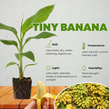 Tiny Banana Live Plant, Starter Plant, 4-6 Inch Tall