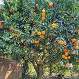 Grafted Sweet Tangerine Tree Plant 2-3 Feet Tall