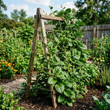 Green Spinach Live Plant, Live Starter Plant, 4-6 Inch Tall