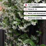 Star Jasmine Vine Live Plant, Fragrant Flower Vine Plant, 3 Inch Pot