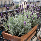 2 Creek Lavender Plants, Lavender Plants Live, 4-8 Inch Tall