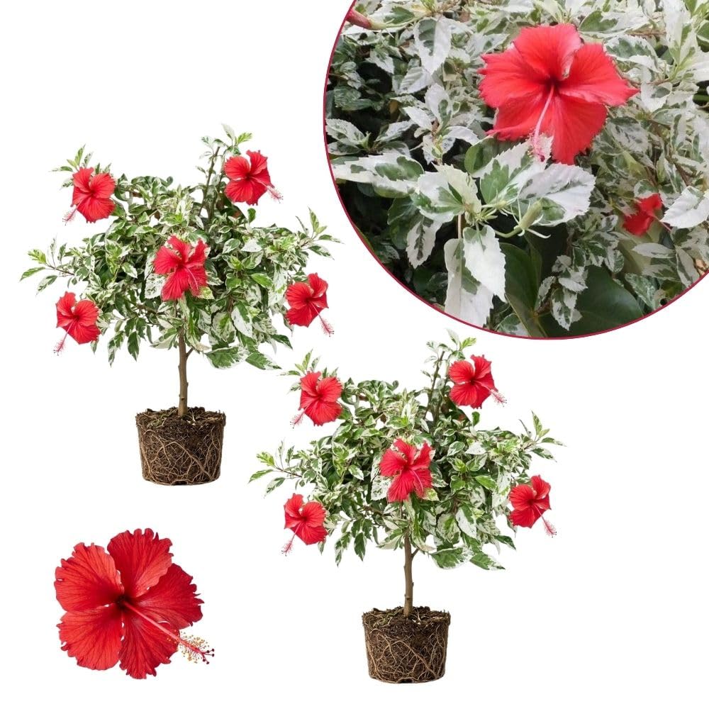 Pack 2 White Red Hibiscus Plant Live 4-7 Inch Tall