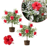 Pack 2 White Red Hibiscus Plant Live 4-7 Inch Tall