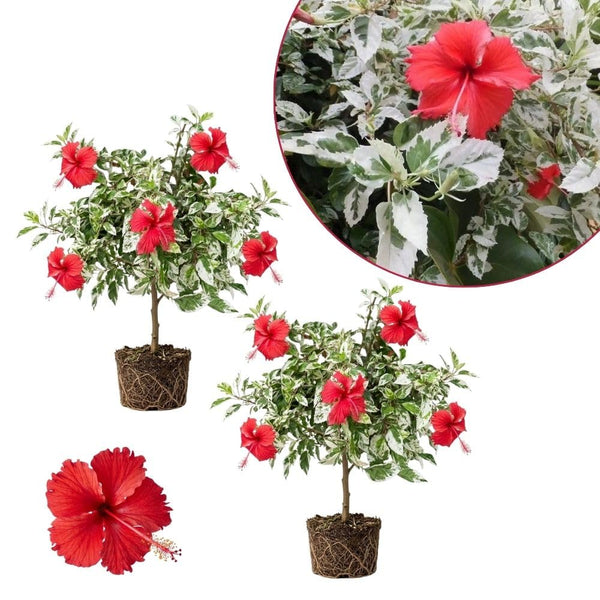 Pack 2 White Red Hibiscus Plant Live 4-7 Inch Tall