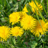 Yellow Dandelion Plant Live, Herb Plant, 4-6 Inch Tall, 4 Inch Pot