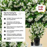 White Star Jasmine Vine Live Plant, 7-10 Inch Tall, 3 Inch Pot
