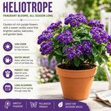 3 Purple Blue Heliotrope Plants, Heliotrope Starter Plant, 3-5 Inch Tall