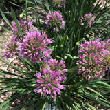 500 Purple Allium Seeds, Garden Plant