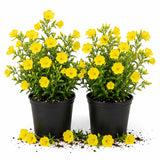 2 Random Primrose Live Plants, Vibrant Bloom Flower Plant, 3 Inch Pot