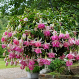 Double Pink Fuchsia Plant Live in 5'' Pot, Hanging Fuchsia Flowers Bush Shrub for Hanging Basket, Hardy Indoor Outdoor Flowering Plant, 4–8 Inch Tall Starter Plants