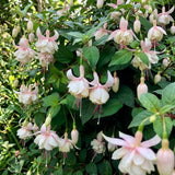 White Hardy Fuchsia Plant Live, 4-8 Inch Tall, 5 Inch Pot