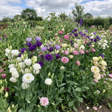 Mix Color Lisianthus Plant, Eustoma Lisianthus Flowers in Plug, 3-5'' Tall