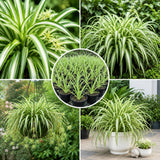 Variegated Spider Live Plant, Spider Indoor Houseplant, 4-6 Inch Tall