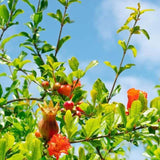 Live Pomegranate Plant, Fruit Tree, 8-10 Inch Tall, 4 Inch Pot