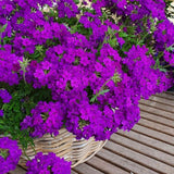 3 Purple Verbena Plants Live 4-7 Inch Tall