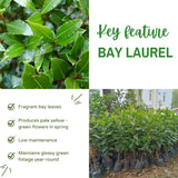2 Bay Leaf Live Plants, Laurus Nobilis Plant, 4-6 Inch Tall