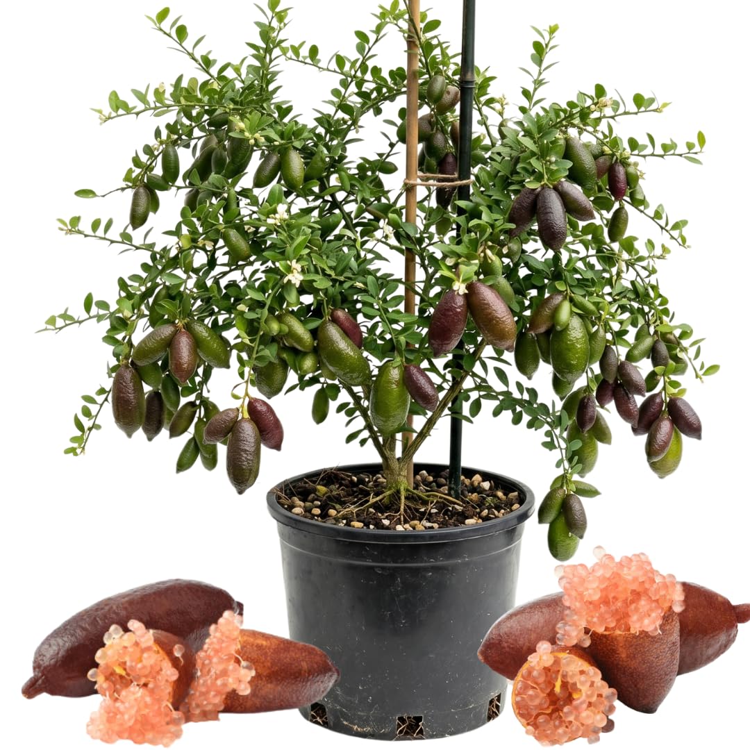 Pink Finger Lime Tree Plant Live, 1-2 Ft Tall, 3 Gallon Pot