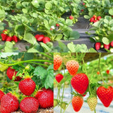 2 Red Live Strawberry Plants, Berry Fruit Plant, 2-3 Inch Tall, 3 Inch Pot